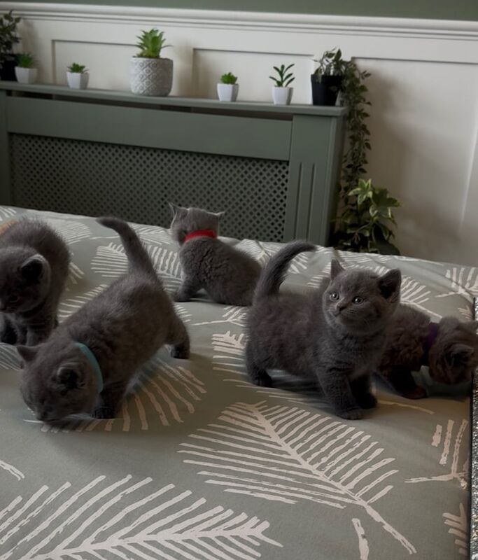 Bsh kittens for sale in South East London, London | Image 3