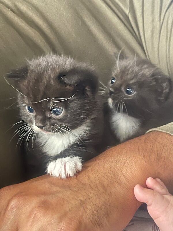 British Shorthair kittens for sale in Willenhall, West Midlands – 5 weeks old