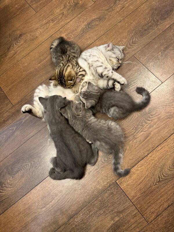 BSH KITTENS PEDIGREE GCCF for sale in Stratford, Greater London