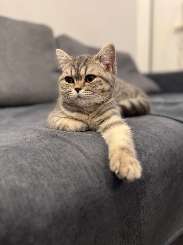 BSH KITTENS PEDIGREE GCCF for sale in Stratford, Greater London | Image 2