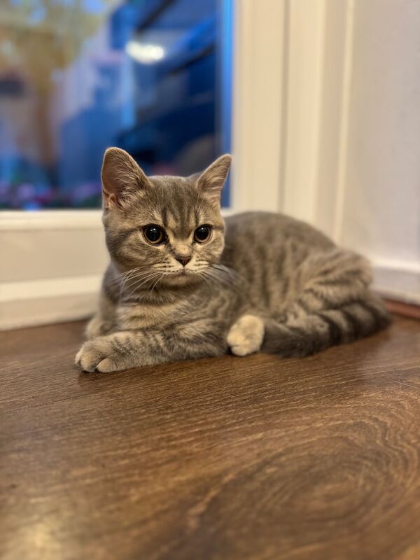 BSH KITTENS PEDIGREE GCCF for sale in Stratford, Greater London - Image 3
