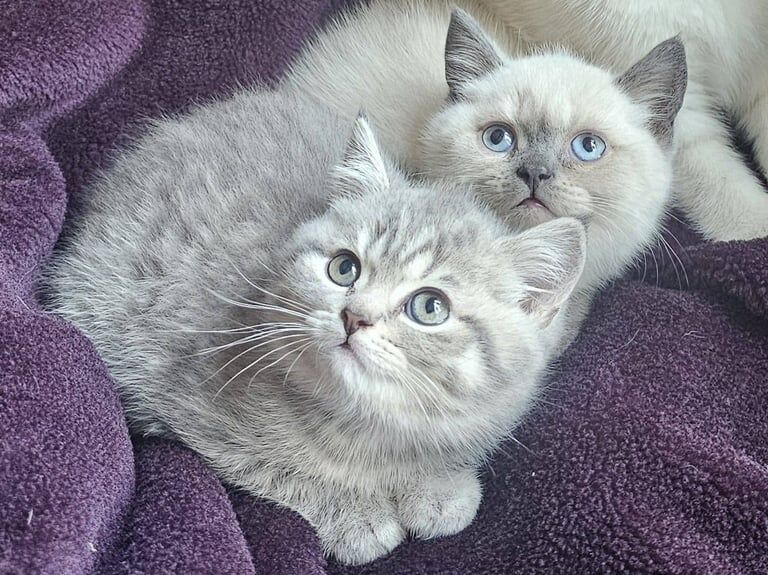 Bsh kittens ready now for sale in Bury, Greater Manchester