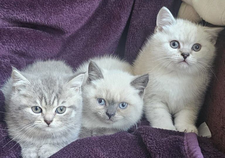 Bsh kittens ready now for sale in Bury, Greater Manchester | Image 2