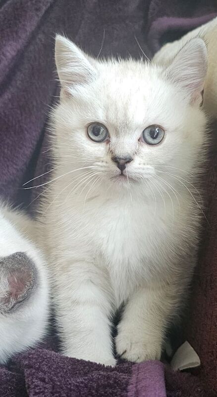 Bsh kittens ready now for sale in Bury, Greater Manchester | Image 3