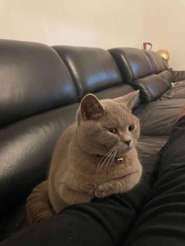 BSH LILAc (KOKO) - Image 2 of 3