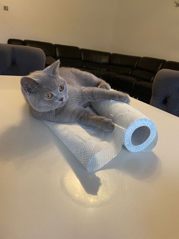 BSH LILAc (KOKO) - Image 3 of 3