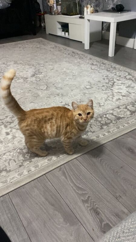 British Shorthair kittens for sale in Derby, Derbyshire – 11 months old