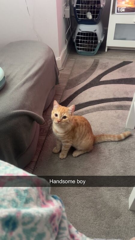 British Shorthair kittens for sale in Derby, Derbyshire – 11 months old - Image 2 of 5