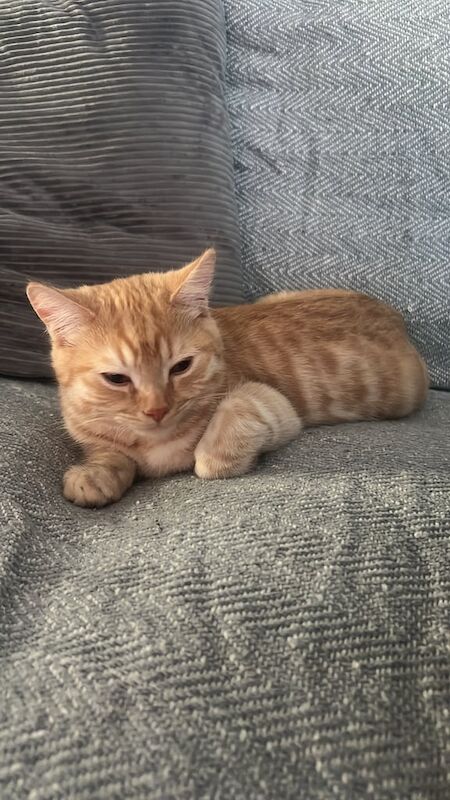 British Shorthair kittens for sale in Derby, Derbyshire – 11 months old - Image 3 of 5