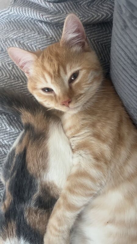 British Shorthair kittens for sale in Derby, Derbyshire – 11 months old - Image 4 of 5