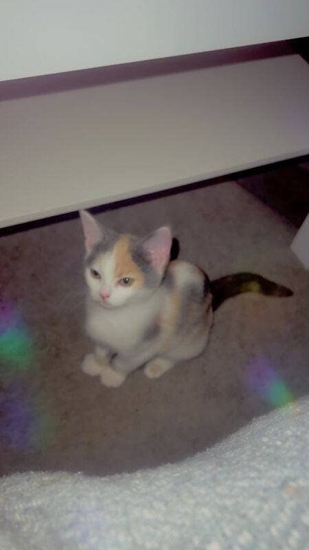 British Shorthair kittens for sale in Derby, Derbyshire – 11 months old - Image 5 of 5