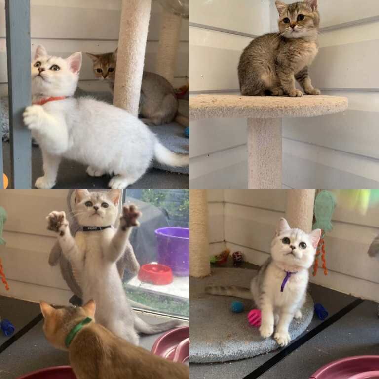 British Shorthair Kittens For Sale
