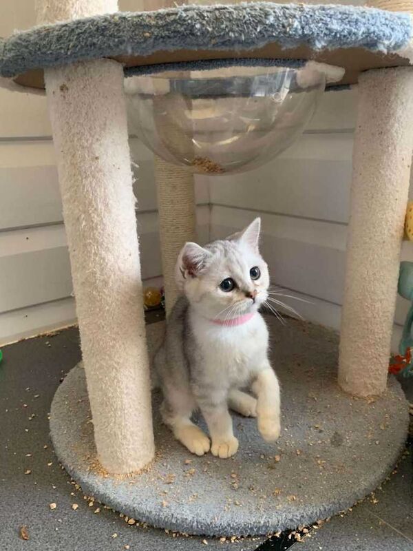 BSH top pedigree rare silver and Gold Shaded - Image 2 of 3