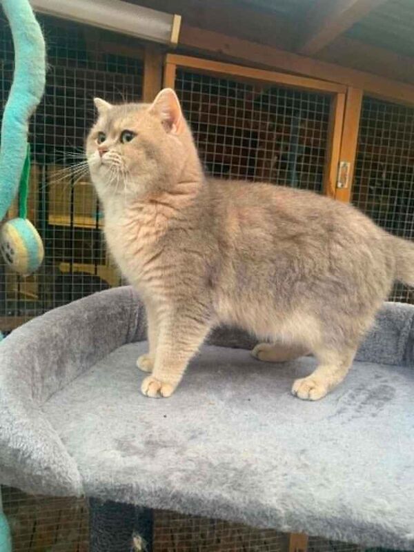 BSH top pedigree rare silver and Gold Shaded - Image 3 of 3
