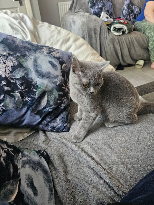 British Shorthair kittens for sale in Yardley, West Midlands – 4 months old - Image 3 of 3