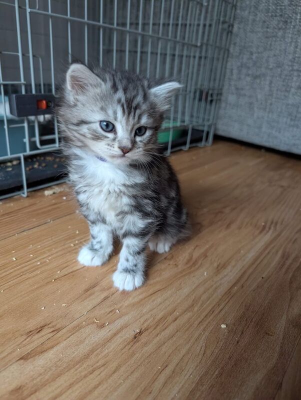 British Shorthair kittens for sale in Toothill, Wiltshire – 7 weeks old
