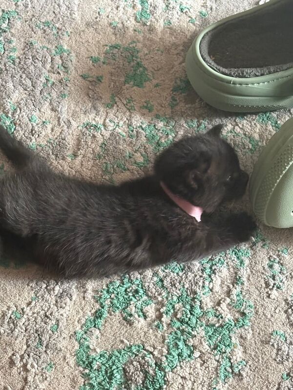 British Shorthair kittens for sale in Toothill, Wiltshire – 7 weeks old - Image 2 of 2