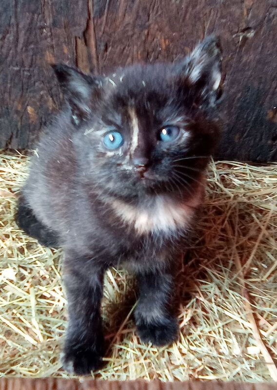 British Shorthair kittens for sale in Keynsham, Somerset – 9 weeks old - Image 2 of 3