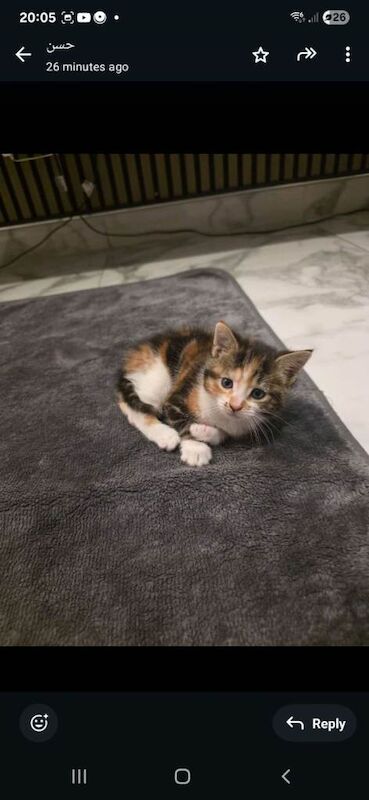 British Shorthair kittens for sale in Small Heath, West Midlands – 4 months old - Image 2 of 4