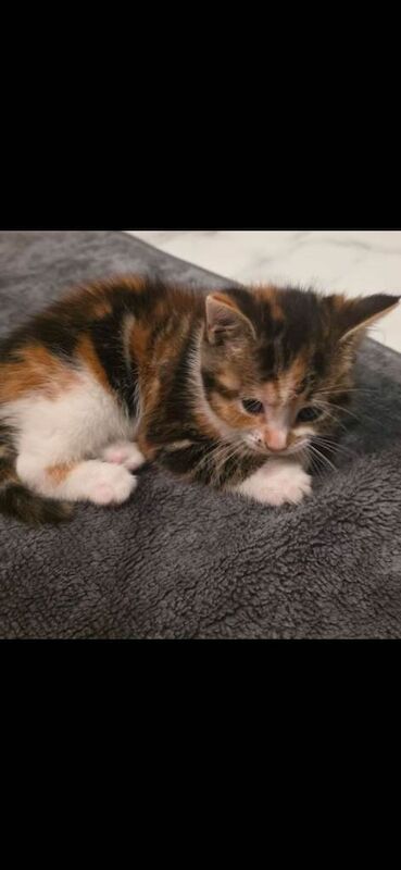 British Shorthair kittens for sale in Small Heath, West Midlands – 4 months old - Image 3 of 4