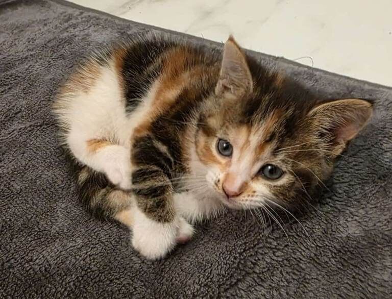 British Shorthair kittens for sale in Small Heath, West Midlands – 4 months old - Image 4 of 4