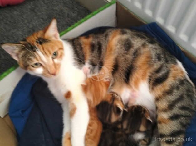 Calico kittens for sale discount