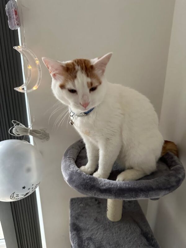 British Shorthair kittens for sale in Blackley, Greater Manchester – 3 years old - Image 1 of 3