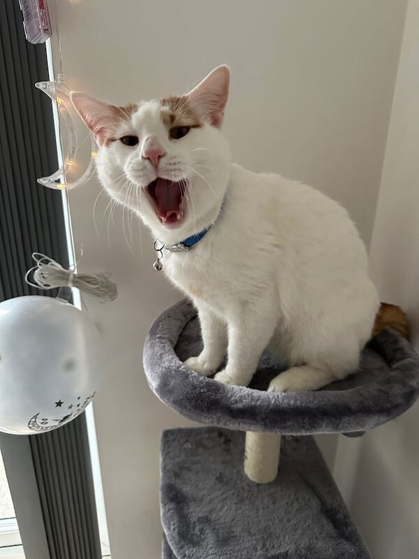 British Shorthair kittens for sale in Blackley, Greater Manchester – 3 years old - Image 2 of 3