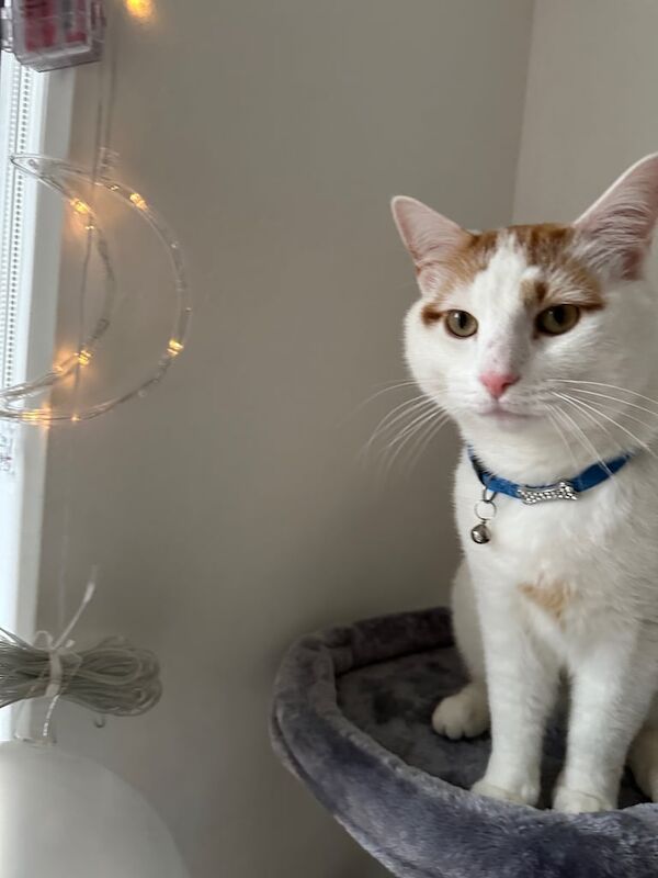 British Shorthair kittens for sale in Blackley, Greater Manchester – 3 years old - Image 3 of 3