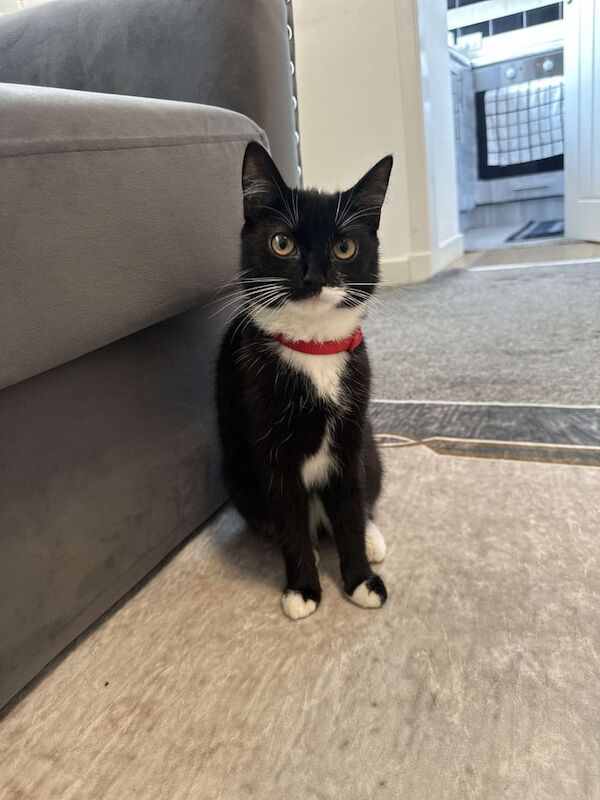 Cat for sale in Galashiels, Roxburgh, Ettrick and Lauderdale