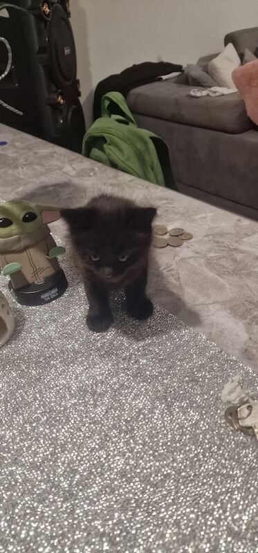 British Shorthair kittens for sale in Edmonton, Greater London – 8 weeks old - Image 1 of 3