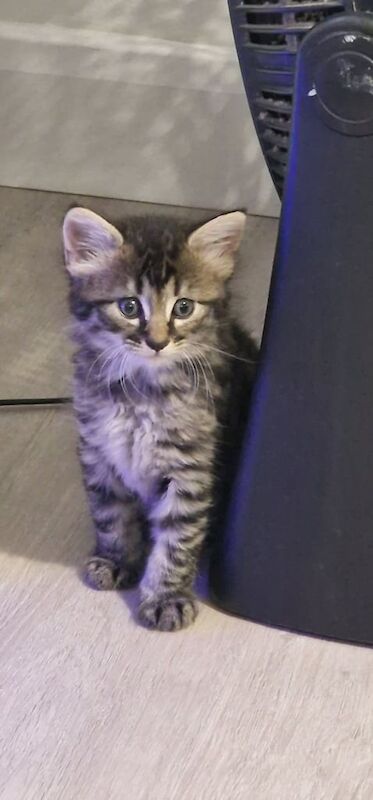 British Shorthair kittens for sale in Edmonton, Greater London – 8 weeks old - Image 2 of 3