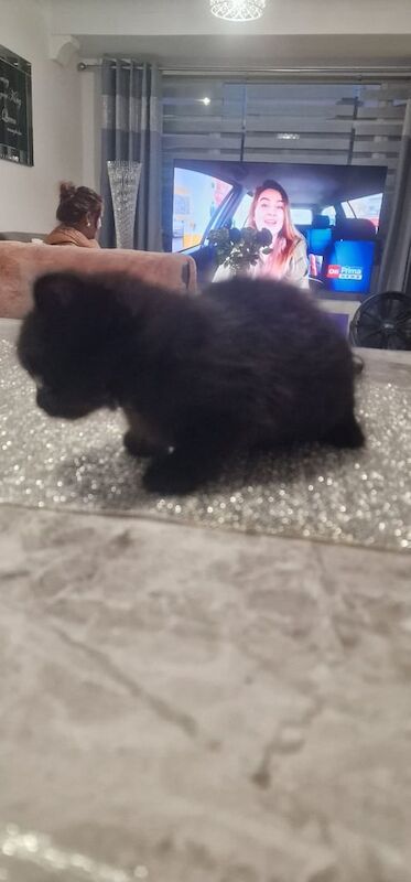 British Shorthair kittens for sale in Edmonton, Greater London – 8 weeks old - Image 3 of 3