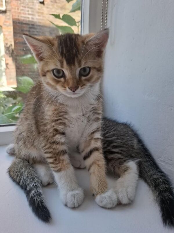 British Shorthair kittens for sale in Bromley, Greater London – 11 weeks old