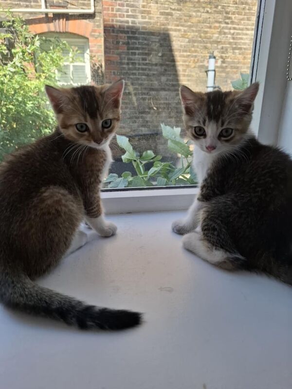 British Shorthair kittens for sale in Bromley, Greater London – 11 weeks old - Image 2 of 3