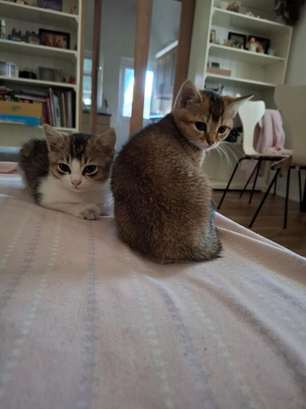 British Shorthair kittens for sale in Bromley, Greater London – 11 weeks old - Image 3 of 3