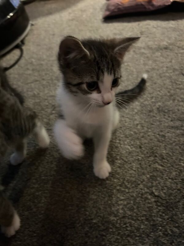 British Shorthair kittens for sale in Hyde, Greater Manchester – 11 weeks old - Image 2 of 3