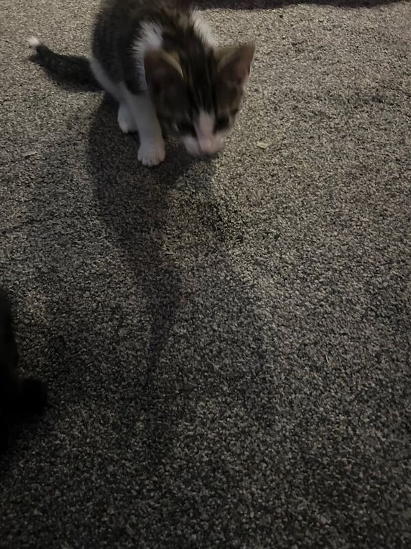 British Shorthair kittens for sale in Hyde, Greater Manchester – 11 weeks old - Image 3 of 3