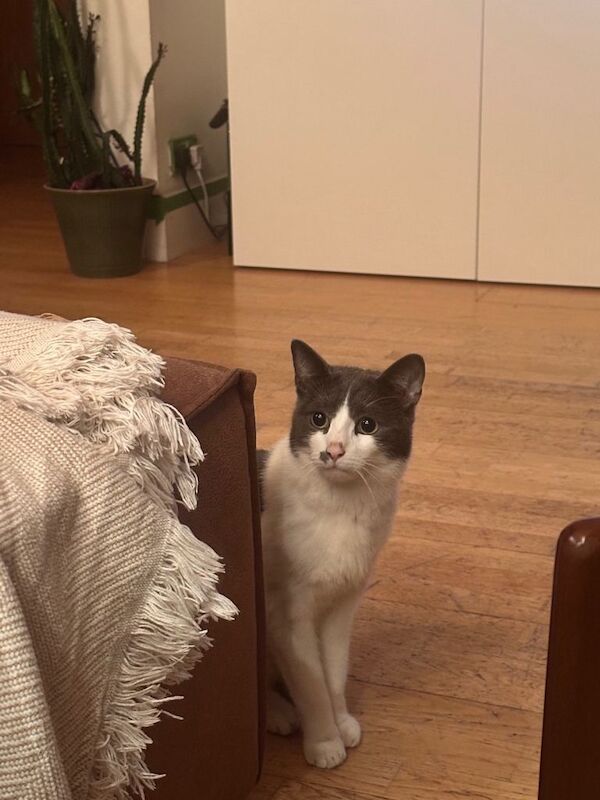 British Shorthair kittens for sale in Old Street, London – 2 years old