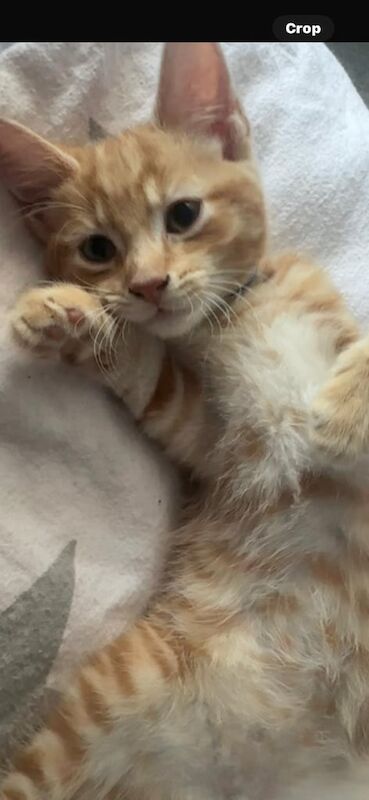 British Shorthair kittens for sale in Swindon, Wiltshire – 1 year old - Image 3 of 3