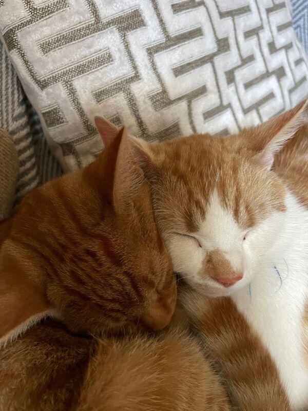 British Shorthair Kittens For Sale