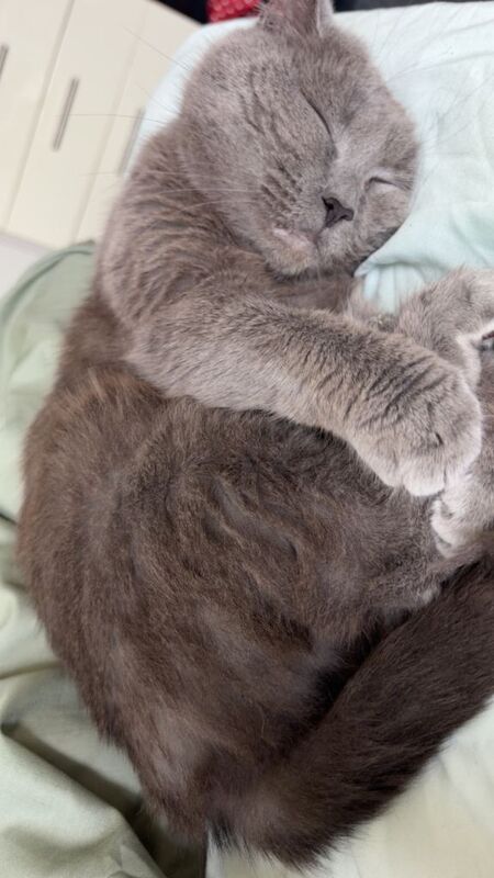 British Shorthair Kittens For Sale