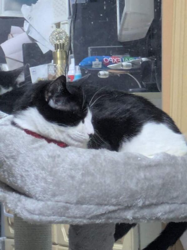 Cat