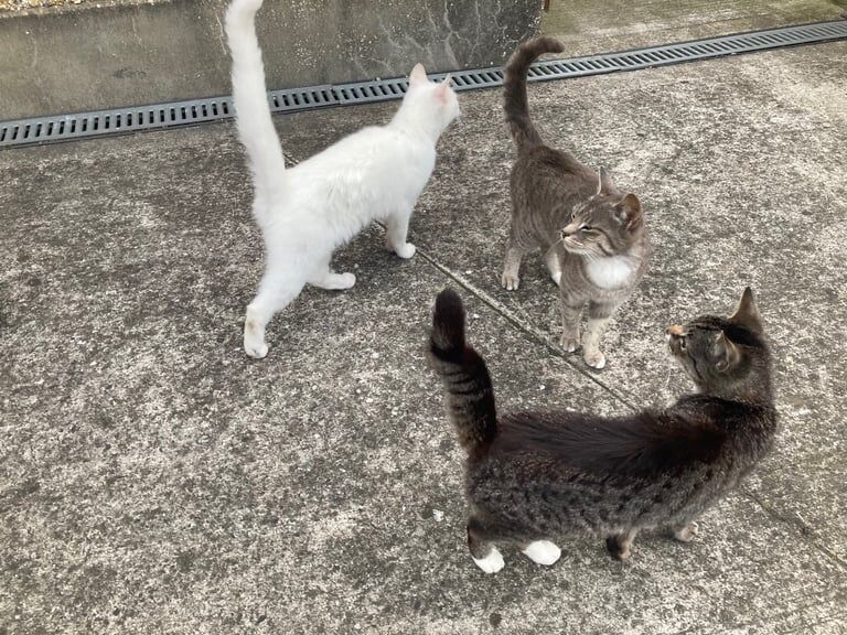 British Shorthair kittens for sale in Craigavon, County Armagh – 1 year old