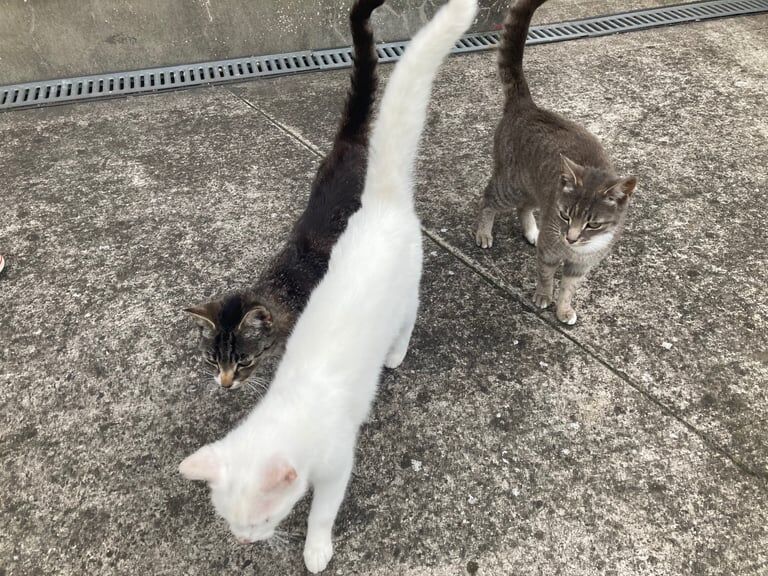 British Shorthair kittens for sale in Craigavon, County Armagh – 1 year old - Image 2 of 3