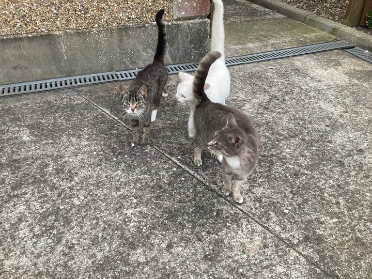 British Shorthair kittens for sale in Craigavon, County Armagh – 1 year old - Image 3 of 3