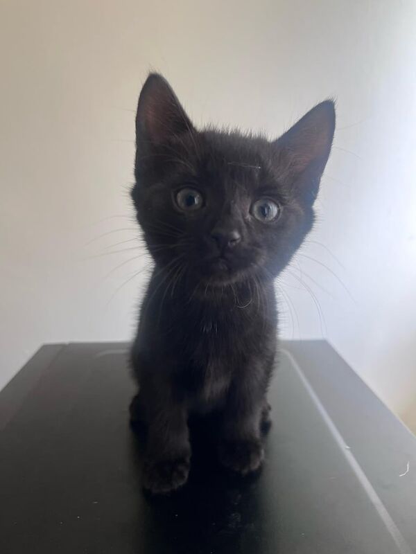 Cat - female for sale in Rise Park, Nottinghamshire