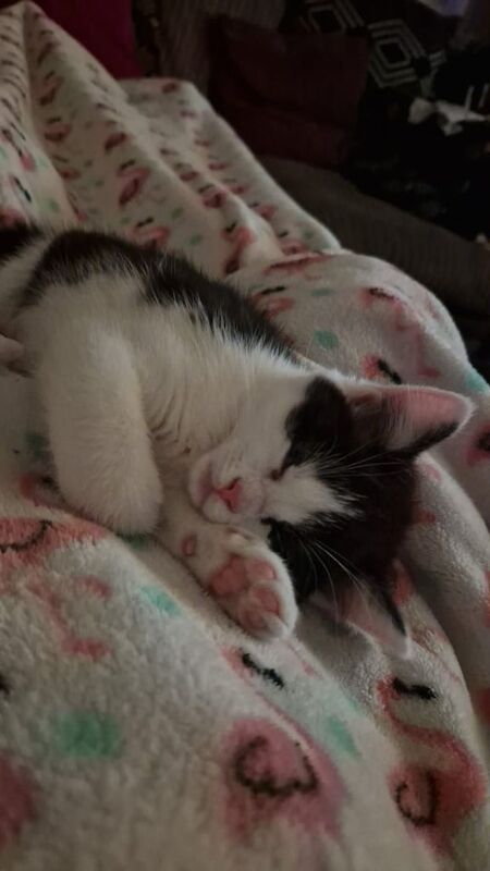 Cat For Sale in Gosport, Hampshire