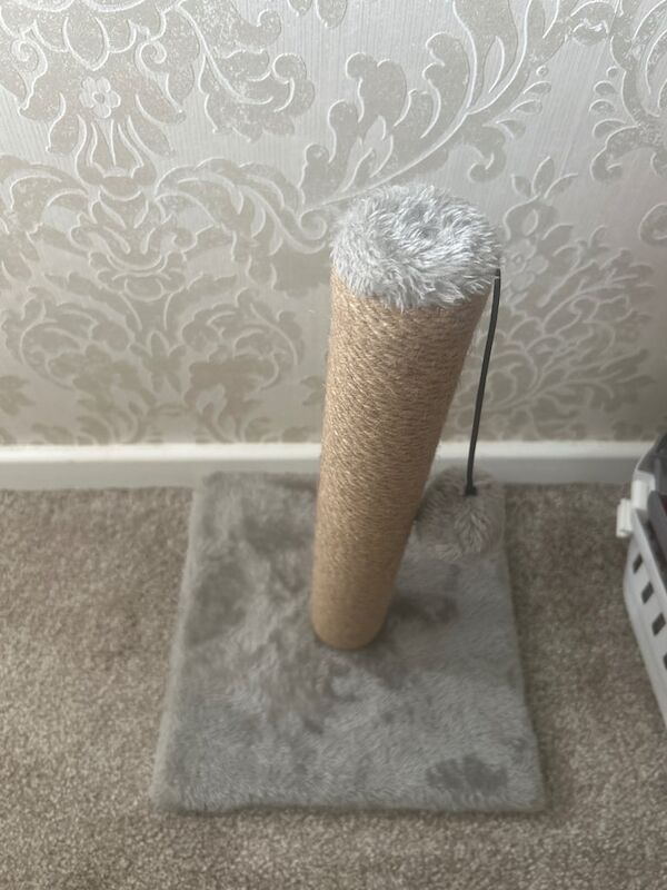 British Shorthair kittens for sale in Sandwell, West Midlands – 11 weeks old - Image 3 of 3