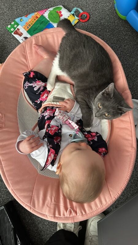 British Shorthair kittens for sale in Blackburn, West Lothian – 4 months old - Image 2 of 6